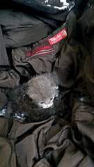 340 X 604  42.9 Kb .      .