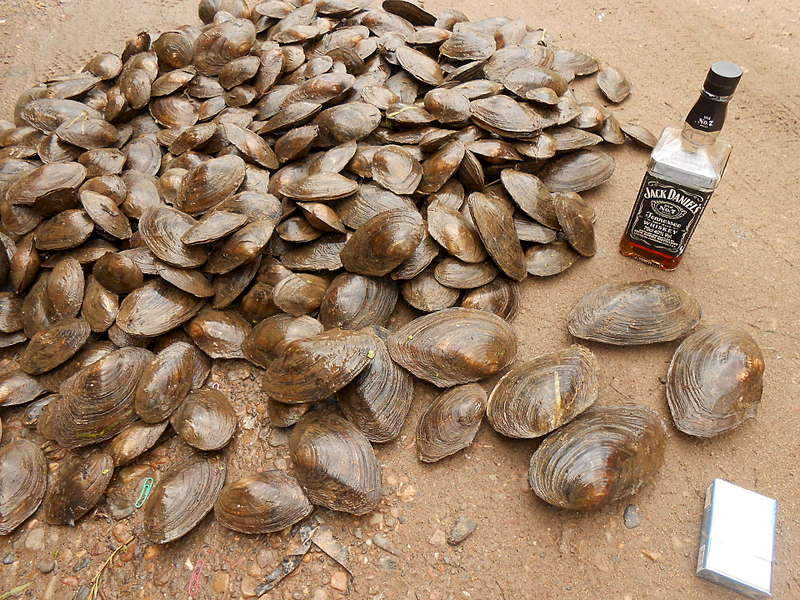 1920 X 1440 508.6 Kb ������ ����� ( �����, ������)