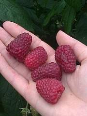 1536 X 2048 609.0 Kb Распродажа саженцев малины