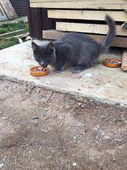 960 X 1280 224.8 Kb Подкинутые котята-подростки в добрые руки