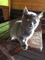 960 X 1280 153.4 Kb  -   