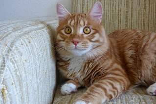 604 X 403 54.1 Kb курильский бобтейл