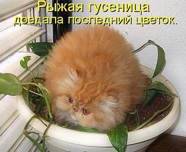 500 X 407  56.3 Kb Улыбнемся?