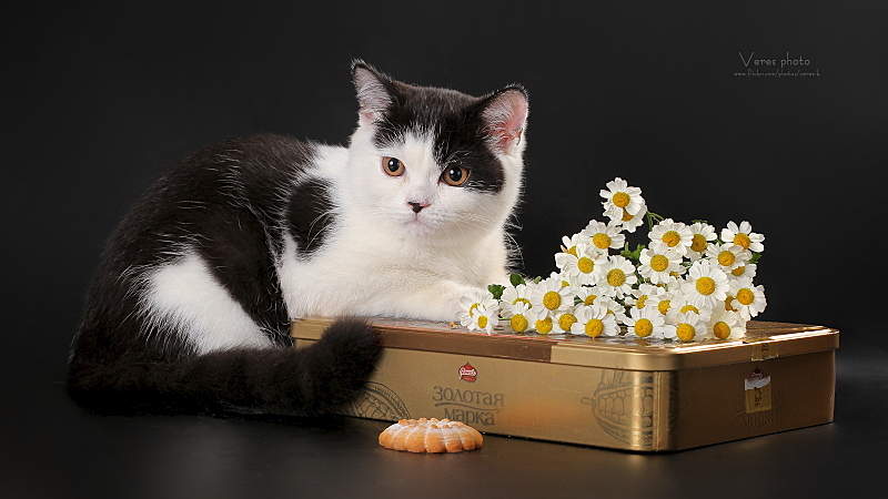 1600 X 900 407.1 Kb 1600 X 1044 579.4 Kb Питомник'Gem Sweet'.Британские котята-всех цветов радуги!