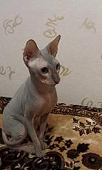 613 X 1024 118.9 Kb  ?!