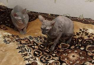 1217 X 847 227.0 Kb 362 X 604  41.8 Kb 613 X 1024 118.9 Kb  ?!