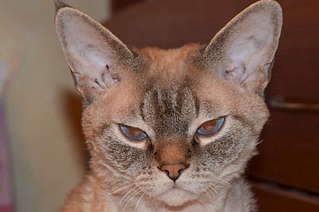 1920 X 1276 247.3 Kb   !