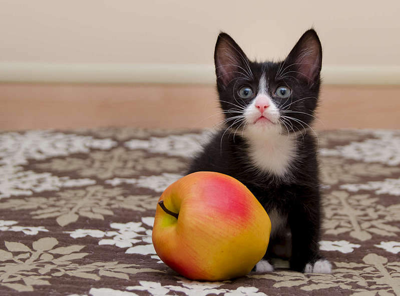 1920 X 1419 207.4 Kb .      .