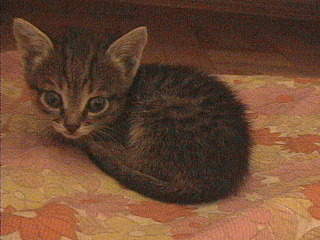 640 X 480  63.4 Kb 640 X 480 137.7 Kb     