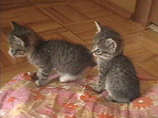 640 X 480  60.3 Kb 640 X 480  63.4 Kb 640 X 480 137.7 Kb     