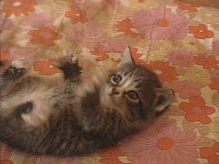 640 X 480  57.8 Kb 640 X 480  62.3 Kb     