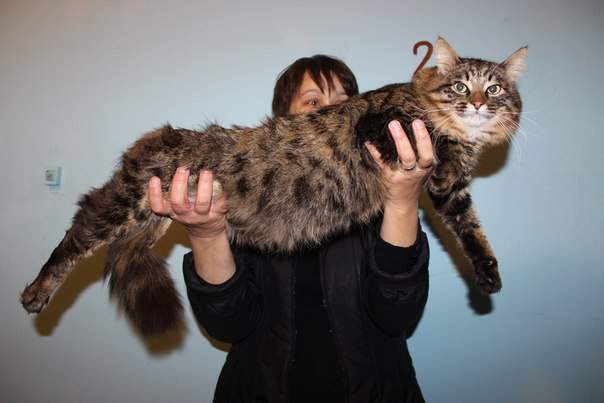 604 x 403 Роскошные кошки и коты добрые руки! Всем кто ищет друга-сюда!