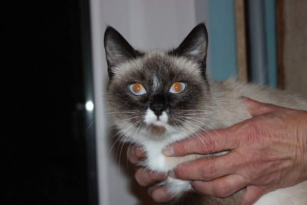 604 x 403 Роскошные кошки и коты добрые руки! Всем кто ищет друга-сюда!