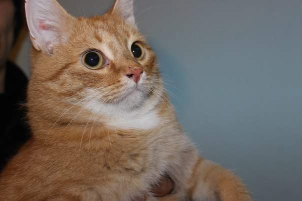 604 x 403 604 x 403 604 x 403 Роскошные кошки и коты добрые руки! Всем кто ищет друга-сюда!