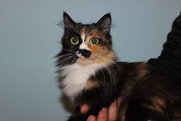 604 x 403 604 x 403 604 x 403 604 x 403 604 x 403 Роскошные кошки и коты добрые руки! Всем кто ищет друга-сюда!