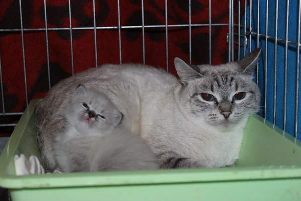 604 x 403 Роскошные кошки и коты добрые руки! Всем кто ищет друга-сюда!
