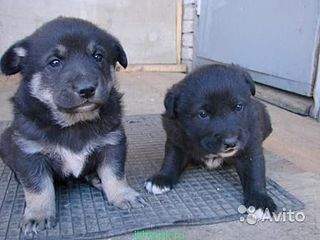 448 X 336  22.5 Kb ,  .