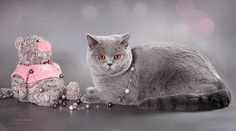 1600 X 894 634.6 Kb Питомник'Gem Sweet'.Британские котята-всех цветов радуги!