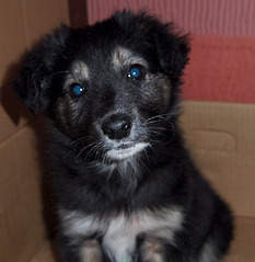 1513 X 1553 172.8 Kb ,  .