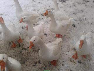 1024 X 768 81.4 Kb ������ ���� ����� ����� 400��� ��