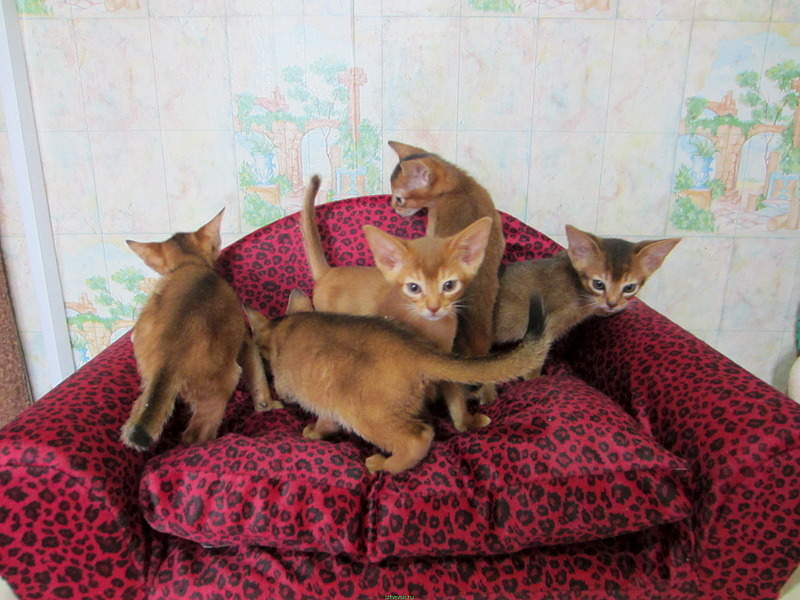 1984 X 1488 643.8 Kb  