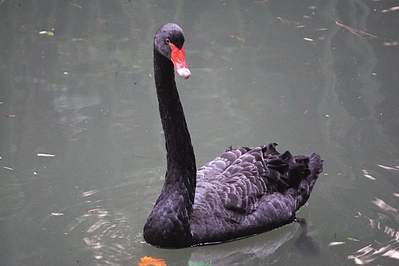 1200 X 800 596.1 Kb 1200 X 800 891.4 Kb 