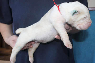 1920 X 1280 122.8 Kb  , . '  ' ., :