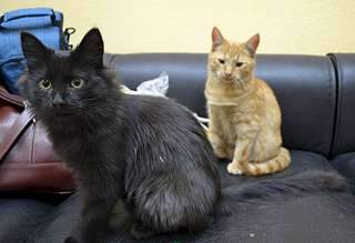 1920 X 1314 170.0 Kb   .