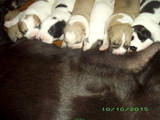 1181 X 886 102.0 Kb   , .. 03.10.15.