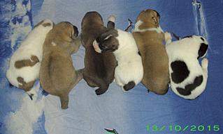 1314 X 796 110.3 Kb 1452 X 720 98.5 Kb 1181 X 886 102.0 Kb   , .. 03.10.15.