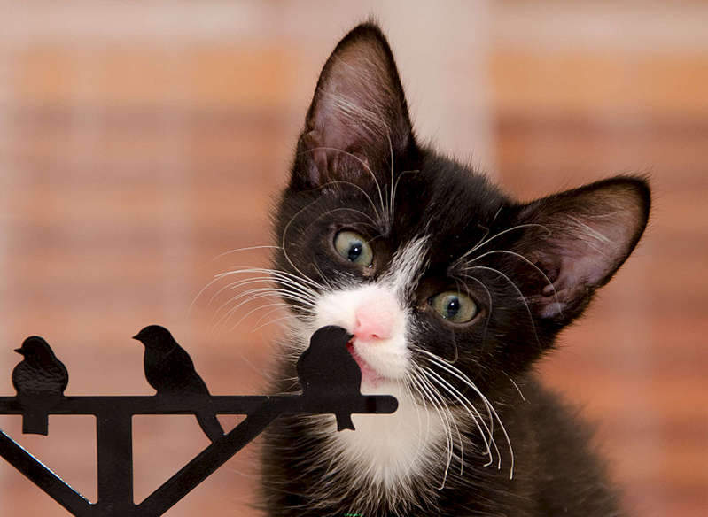 1920 X 1403 200.8 Kb .      .