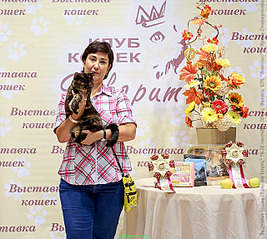 640 X 574 426.4 Kb Длинношерстные бриташки и компания! У нас есть котята!