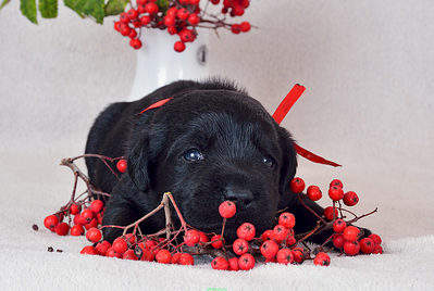 1500 X 1008 225.7 Kb   ()