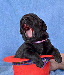 1290 X 1500 258.4 Kb 1500 X 1008 257.3 Kb 1500 X 1008 225.7 Kb   ()