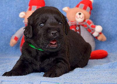 1500 X 1080 264.6 Kb 1290 X 1500 258.4 Kb 1500 X 1008 257.3 Kb 1500 X 1008 225.7 Kb   ()