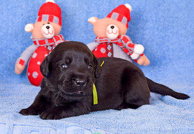 1500 X 1042 333.7 Kb 1500 X 1080 264.6 Kb 1290 X 1500 258.4 Kb 1500 X 1008 257.3 Kb 1500 X 1008 225.7 Kb   ()