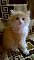 749 X 1334 210.3 Kb Золотое Солнышко найдено на улице