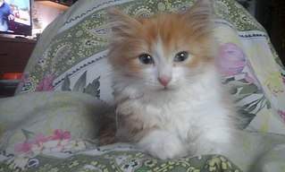 2048 X 1232 324.9 Kb 749 X 1334 210.3 Kb Золотое Солнышко найдено на улице