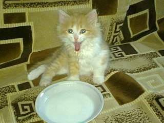 1280 X 960 196.3 Kb 1280 X 960 291.4 Kb 2048 X 1232 324.9 Kb 749 X 1334 210.3 Kb Золотое Солнышко найдено на улице