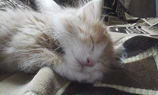 2048 X 1232 332.0 Kb 1280 X 960 196.3 Kb 1280 X 960 291.4 Kb 2048 X 1232 324.9 Kb 749 X 1334 210.3 Kb Золотое Солнышко найдено на улице