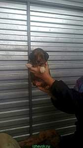 340 X 604 35.1 Kb  -     .  -   .