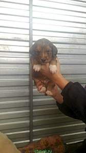 340 X 604 32.3 Kb 340 X 604 35.1 Kb  -     .  -   .