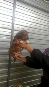 340 X 604 33.8 Kb 340 X 604 32.3 Kb 340 X 604 35.1 Kb  -     .  -   .