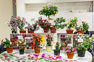 640 X 427 417.7 Kb 1920 X 1280 267.3 Kb 1920 X 1280 243.5 Kb Выставка-продажа редких комнатных растений в Ижевске (3-4 октября, ТЦ ФЛАГМАН).