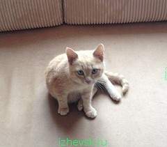 240 x 211 803 X 768 136.8 Kb     