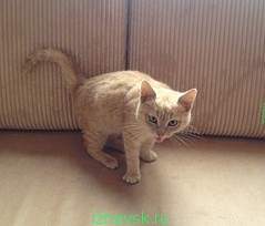 239 x 204 240 x 211 803 X 768 136.8 Kb     