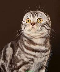 527 X 640 92.1 Kb   - Alfredo