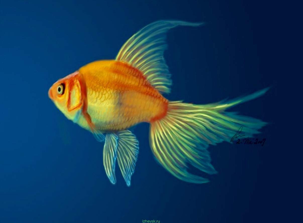 Золотая рыбка великие. Вуалехвост (Veiltail Goldfish). Золотая рыбка. Рыбки картинки. Золотая рыбка морская.