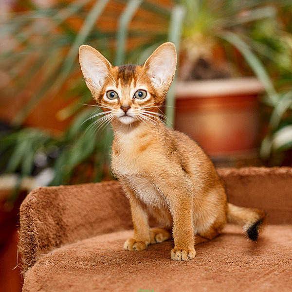 1280 X 1280 197.1 Kb  