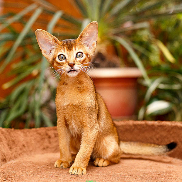 1280 X 1280 233.1 Kb 1176 X 784 881.2 Kb 1280 X 853 158.4 Kb 1280 X 1280 197.1 Kb  